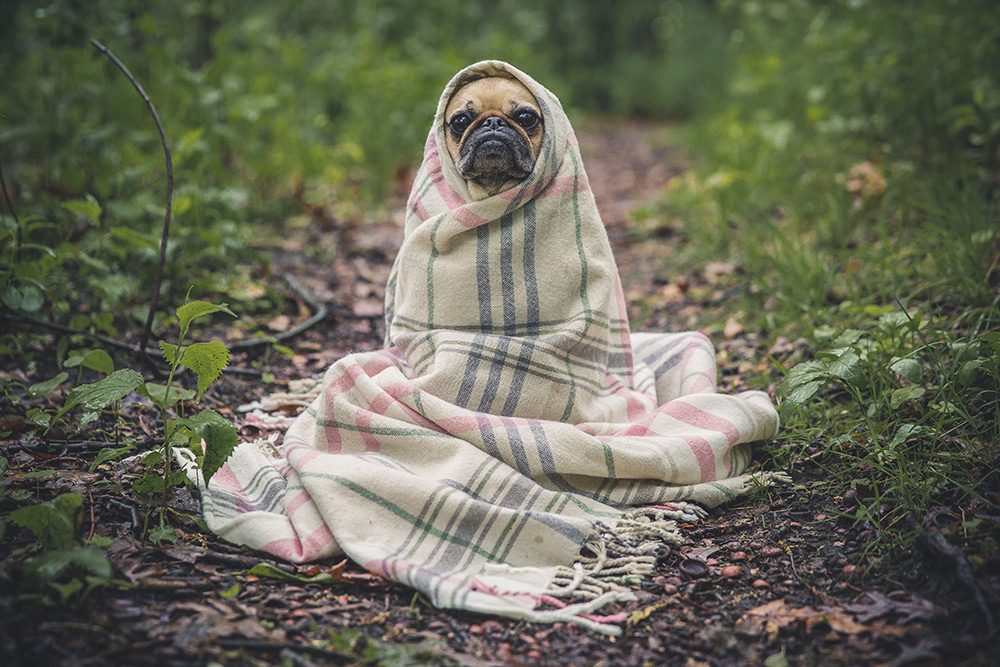 New Animal Related Bills Signed Into Laws California