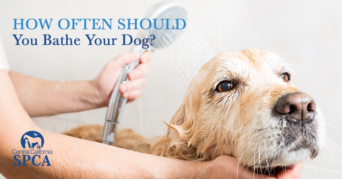 How often should you bathe a dog?