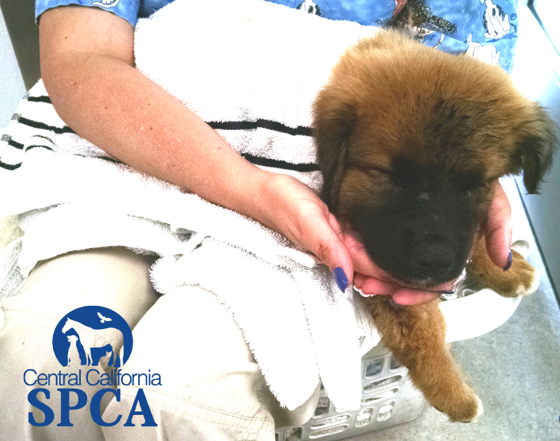Pups Rescued from Abuse