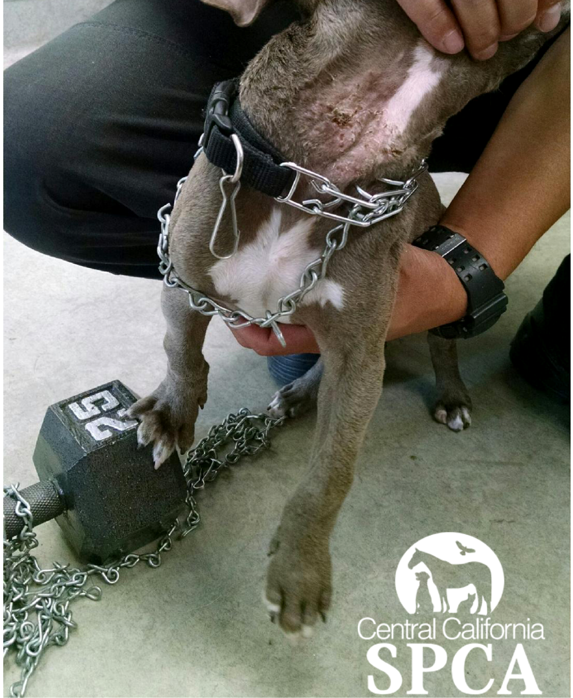 Pups Rescued from Abuse