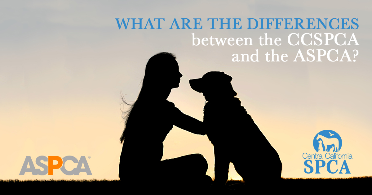 What Are the Differences Between the CCSPCA and the ASPCA?
