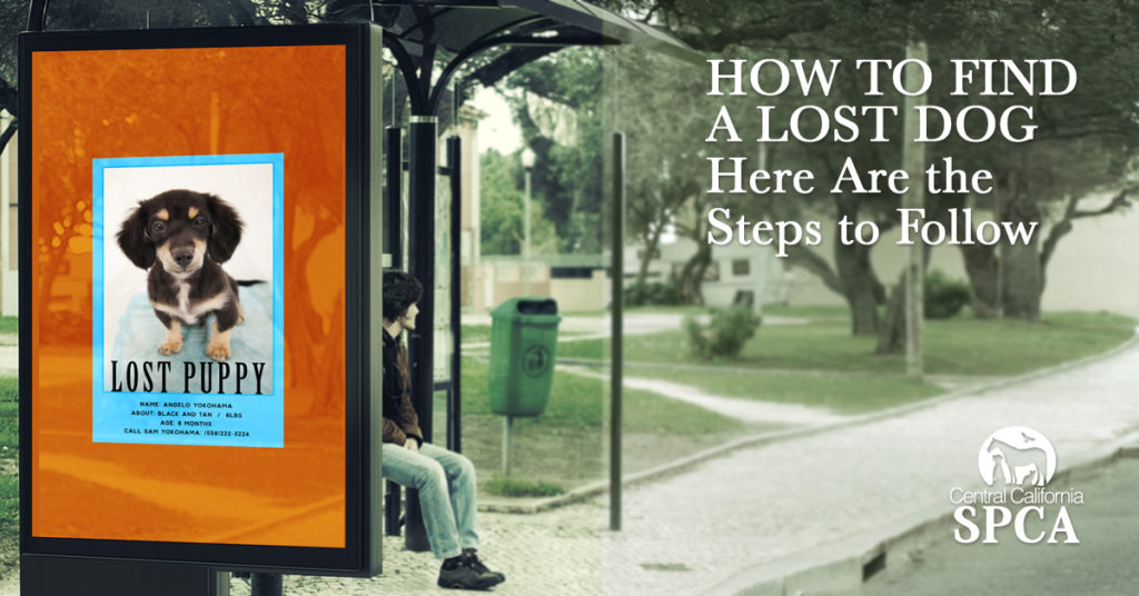 How to Find a Lost Dog - Here Are the Steps to Follow