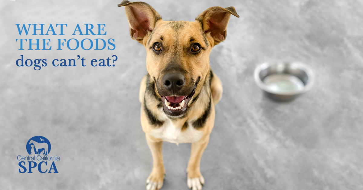 What Are the Foods Dogs Can't Eat?