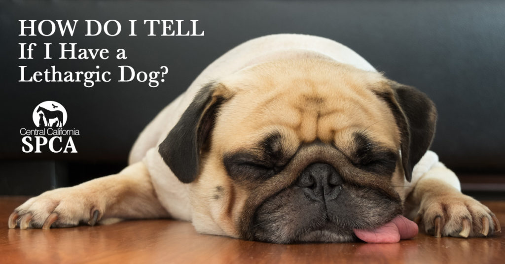 How Do I Tell If I Have a Lethargic Dog