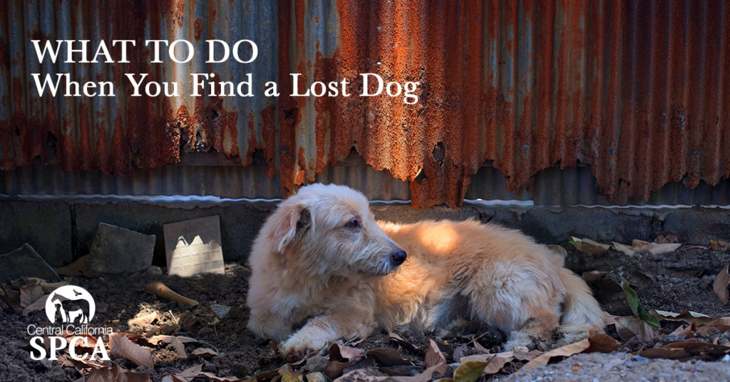 What to Do When You Find a Lost Dog