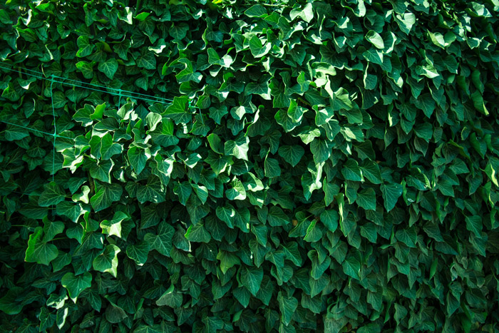 ivy - bad plants for dogs