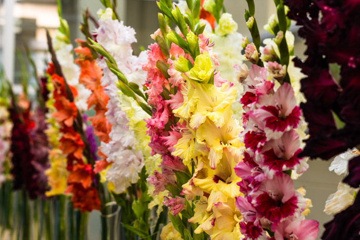 poisonous flowers dogs gladiola