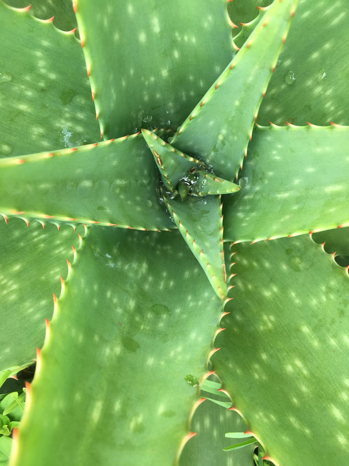 Aloe Vera