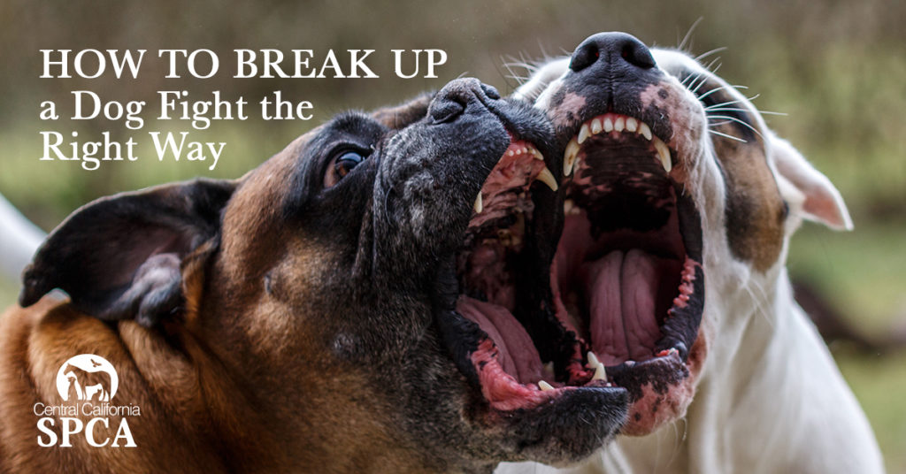 How to break up a dog fight