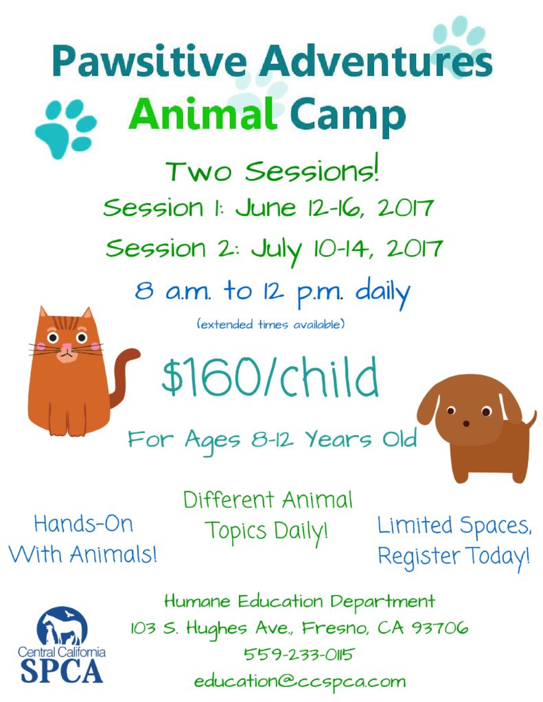 Summer Camp Flier 17