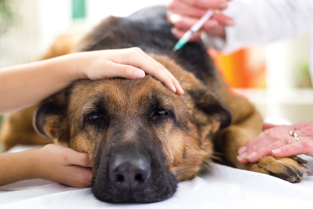 Dog vaccination
