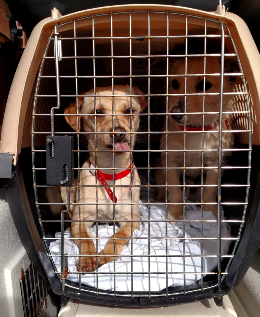 Rescue Department Found Placement for Over 200 Animals 2