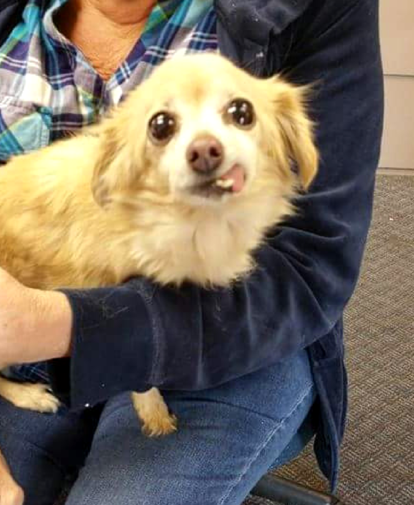 Rescue Department Found Placement for Over 200 Animals 4