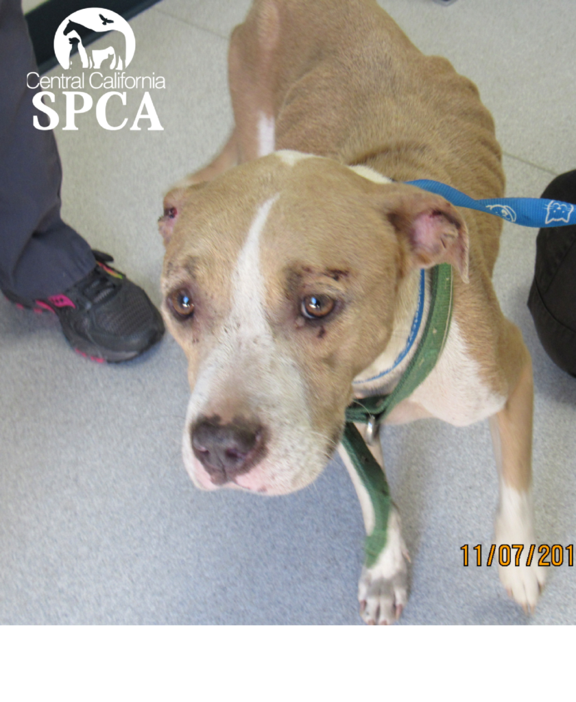 Request of Charges Submitted to DA for Justice of 9 Neglected Dogs 3