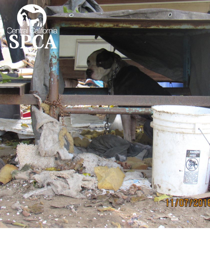 Request of Charges Submitted to DA for Justice of 9 Neglected Dogs