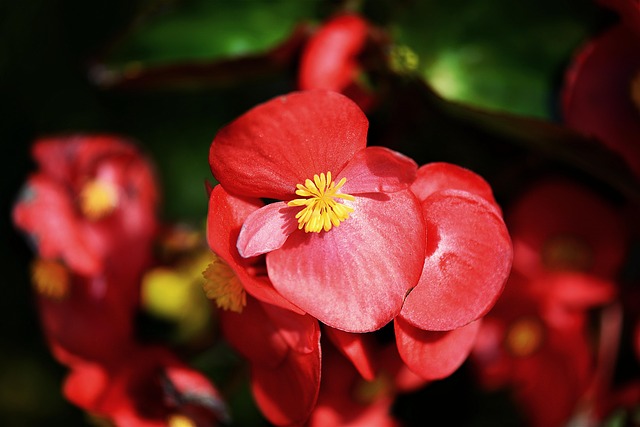 begonias