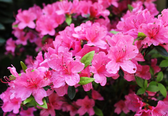 Azalea Rhododendron-