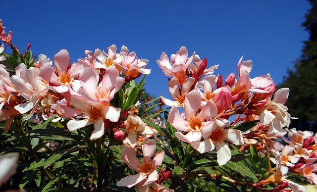 Oleander