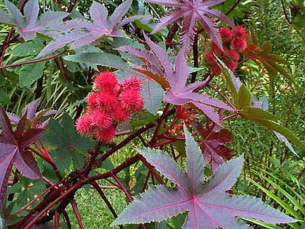Castor Bean