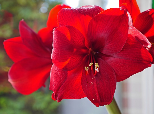 amaryllis