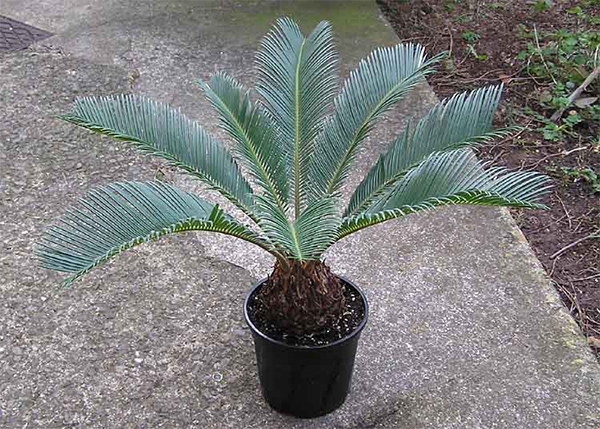 Sago Palm