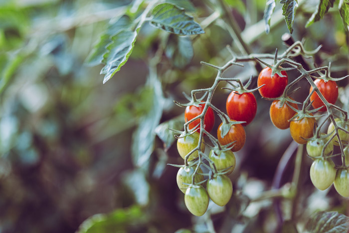 Tomato Plant