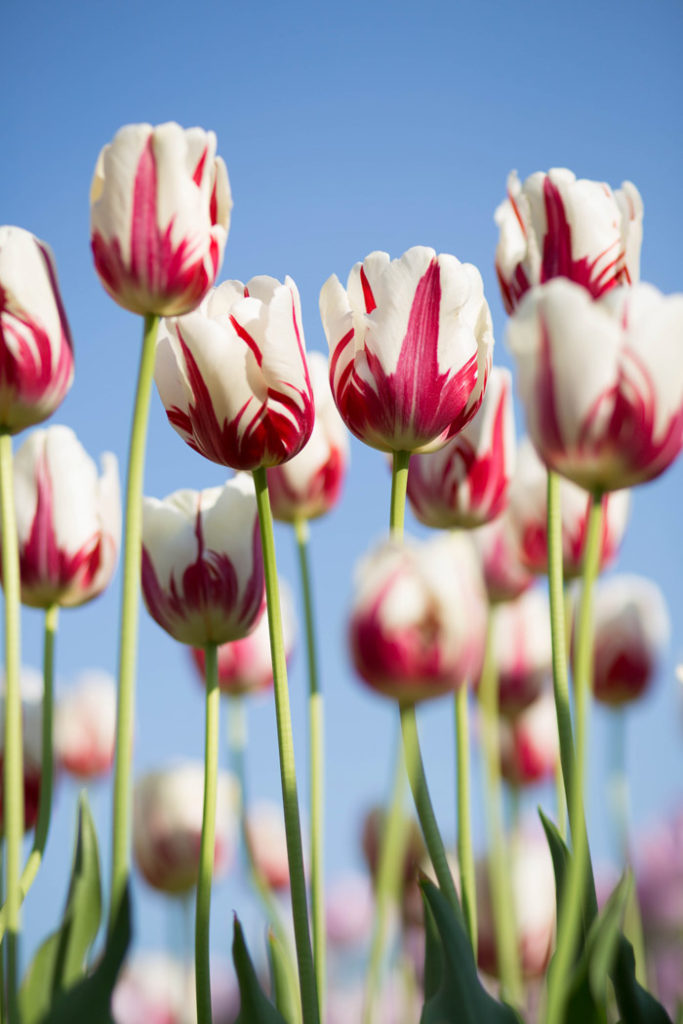 tulips
