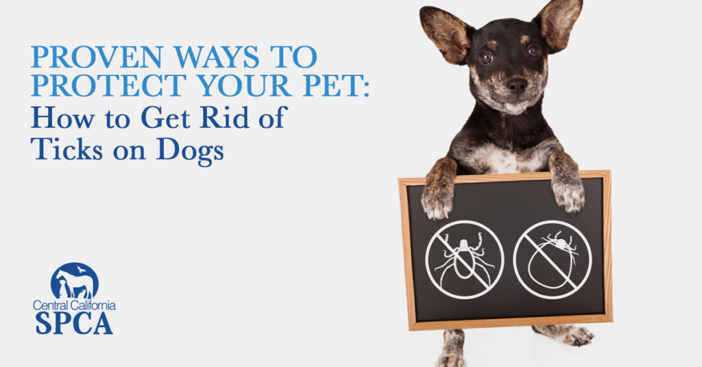 Proven Ways to Protect Your Pet- How to Get Rid of Ticks on Dogs
