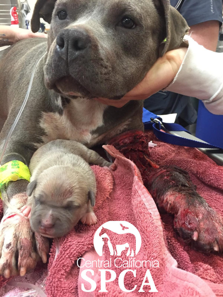 Pit Bull Attack Before