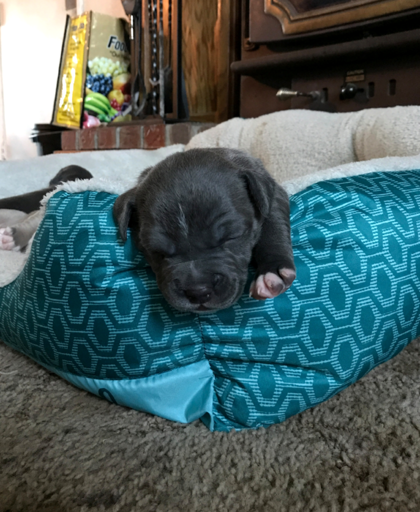 Sophia & Pups 2