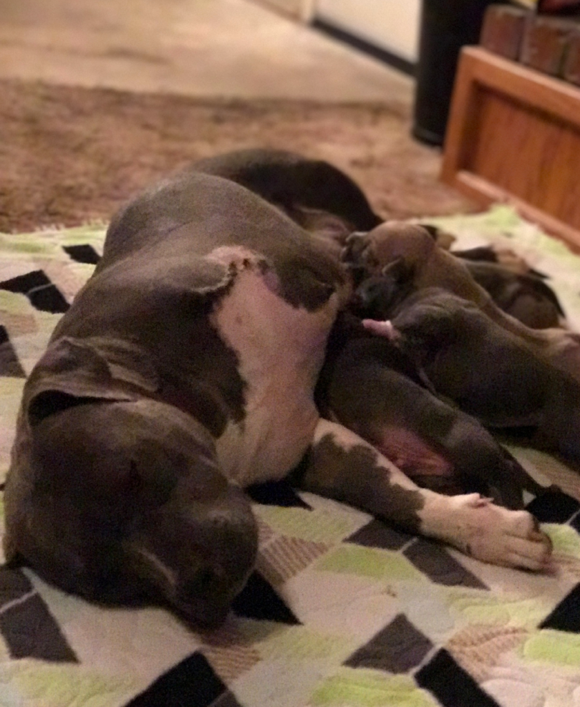 Sophia & Pups 3