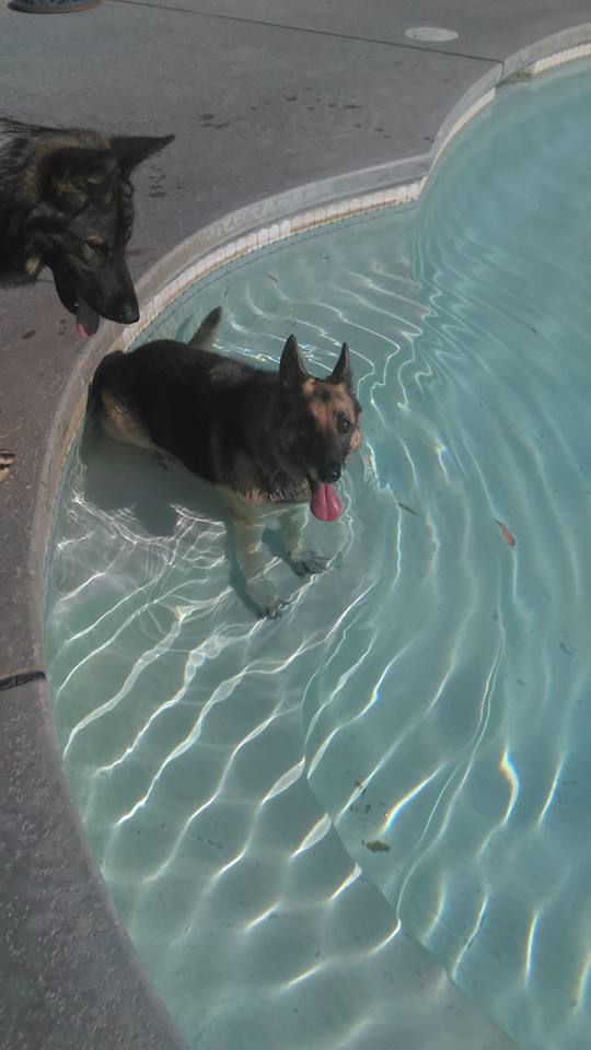 German Shepherd Rescued