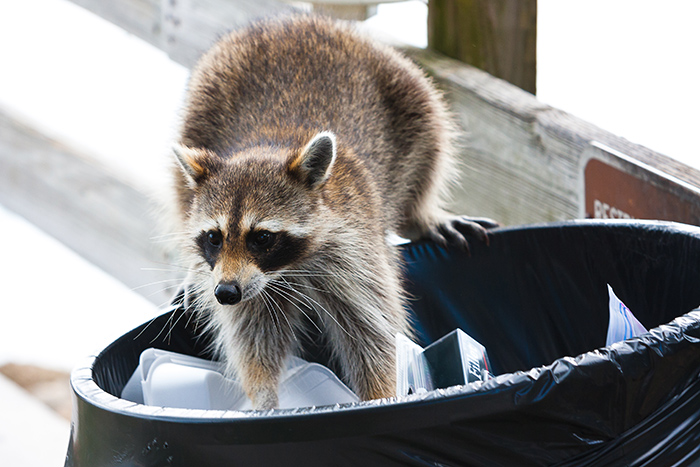 wildlife-within-the-city