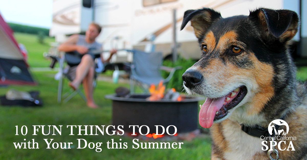 10 Fun Things To Do With Your Dog This Summer Blog