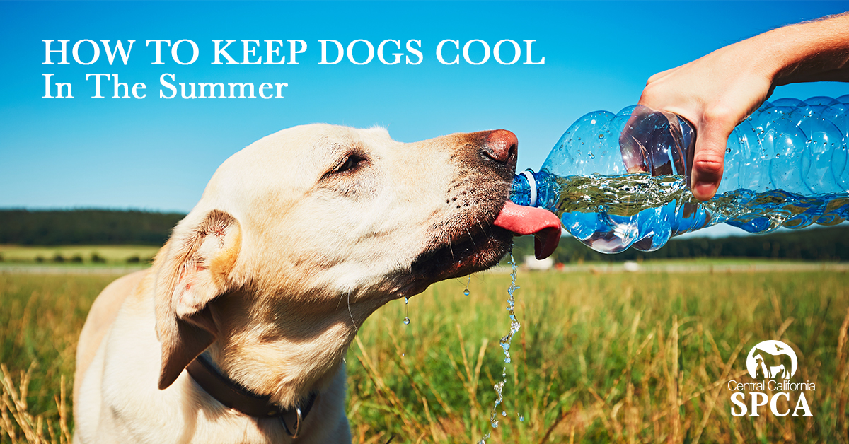 How to keep dogs cool in the summer
