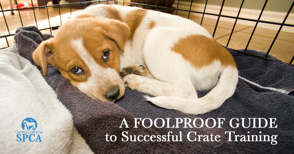 A foolproof guide to successful crate training
