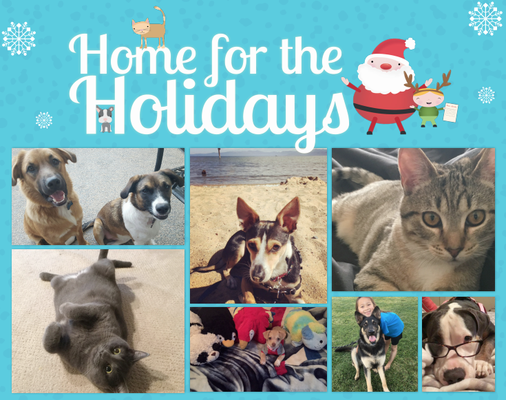 home-for-the-holidays