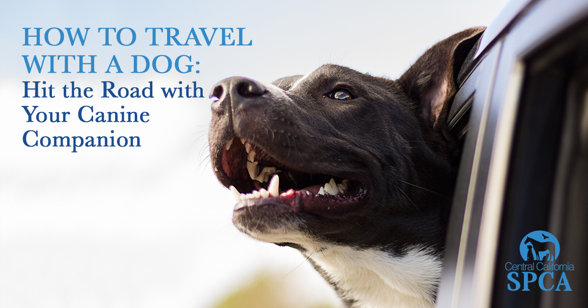 How to Travel with a Dog Hit the Road with Your Canine Companion