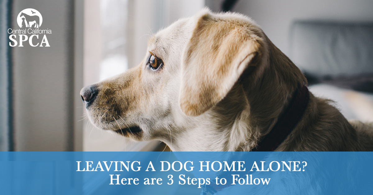 Leaving a Dog Home Alone Here are 3 Steps to Follow (2)