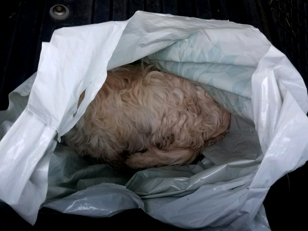 Suspect Arrested in Alleged Dog Beating 2