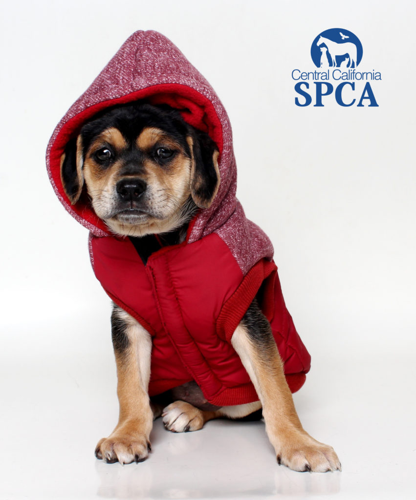 Cold Weather Tips for Your Furry Friends
