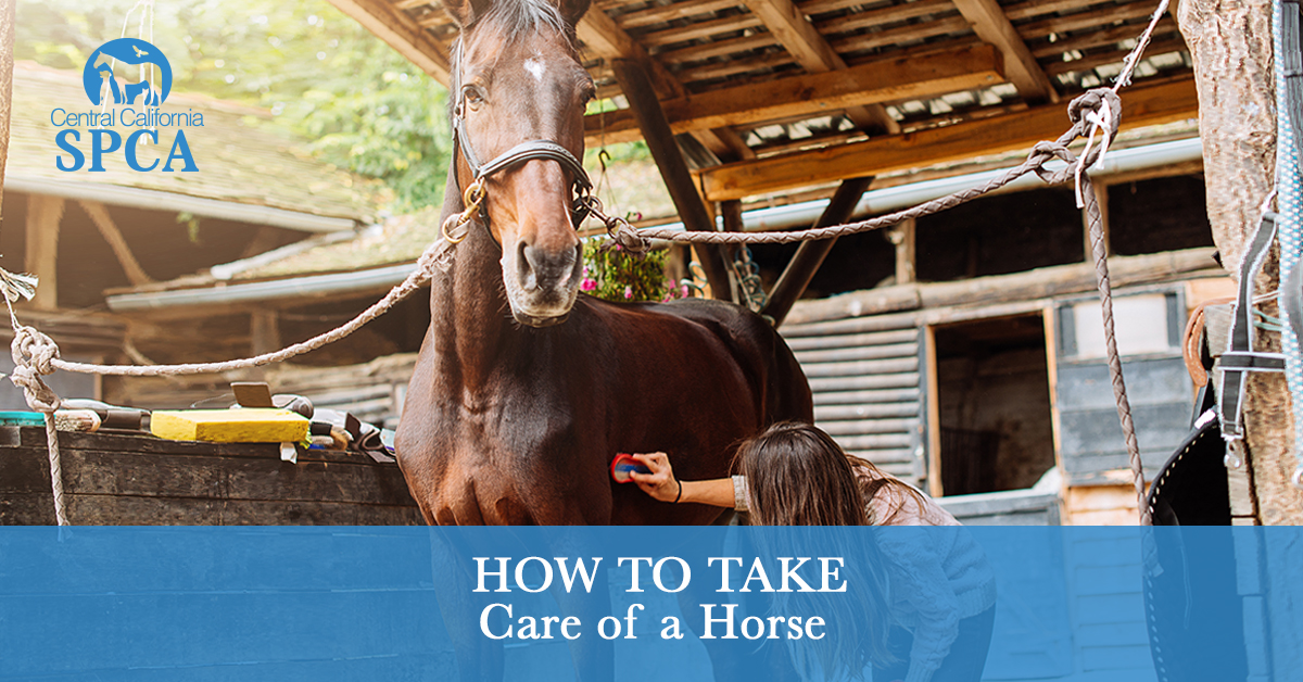How to Take Care of a Horse