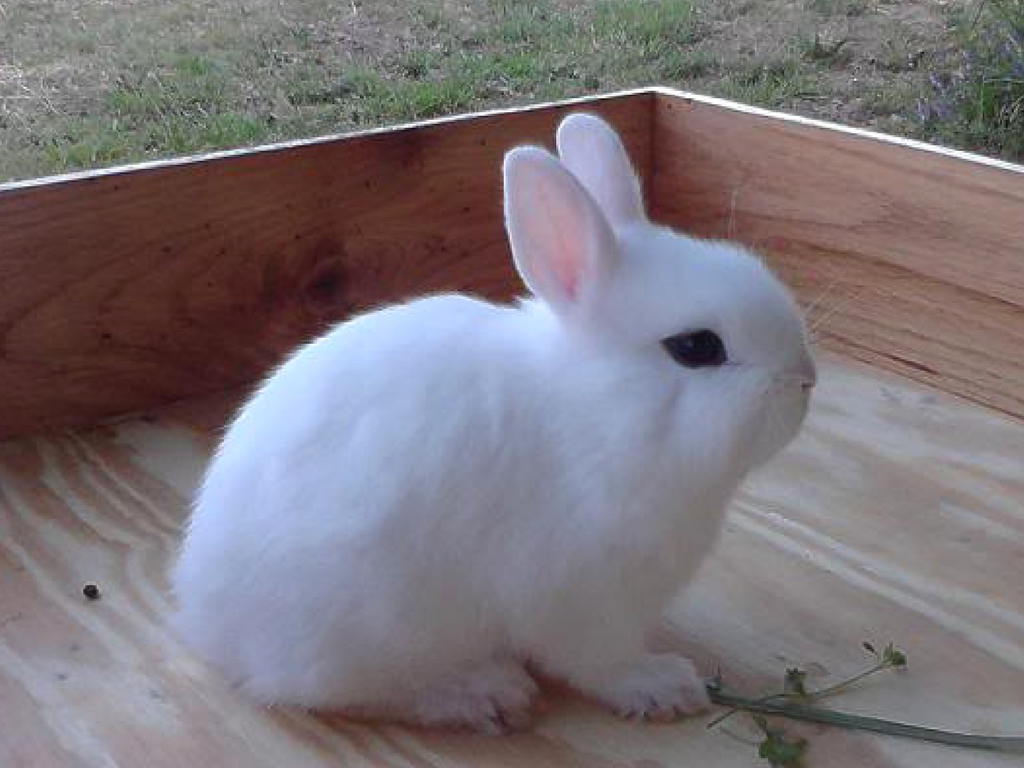 Dwarf Hotot Rabbit