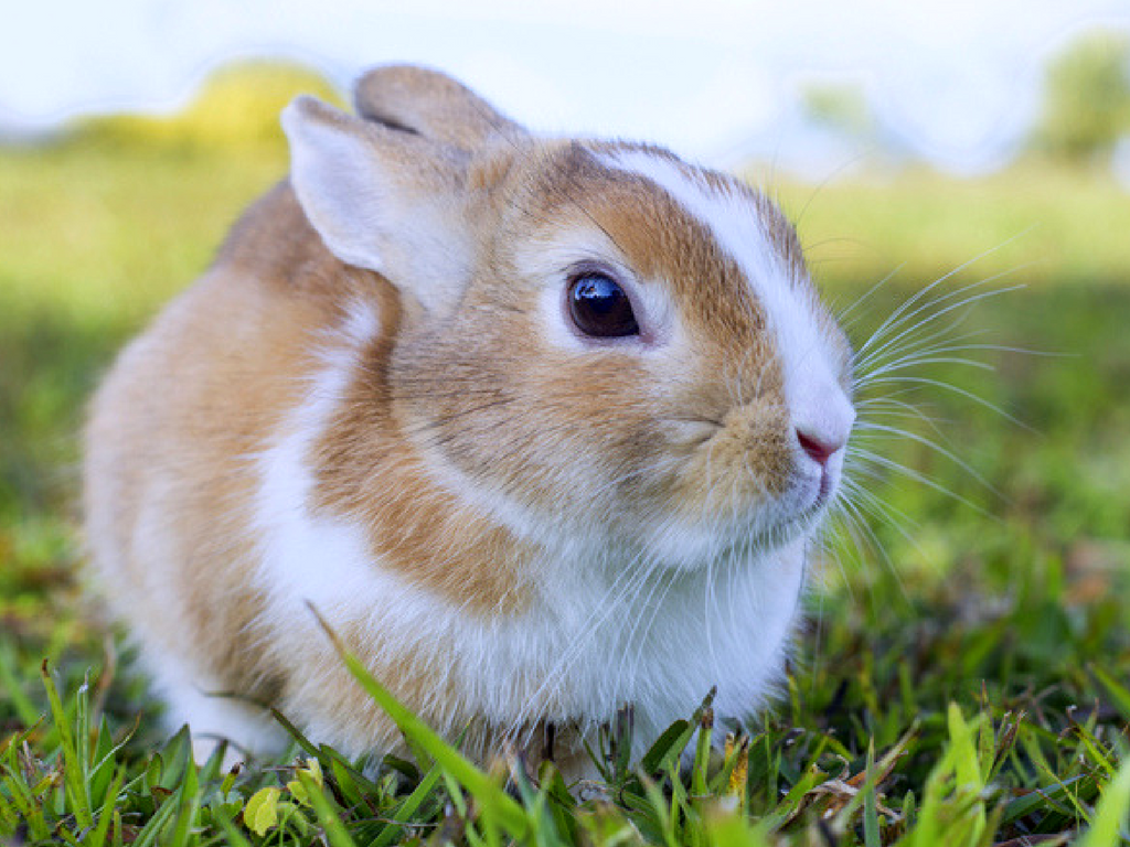 Polish Rabbit