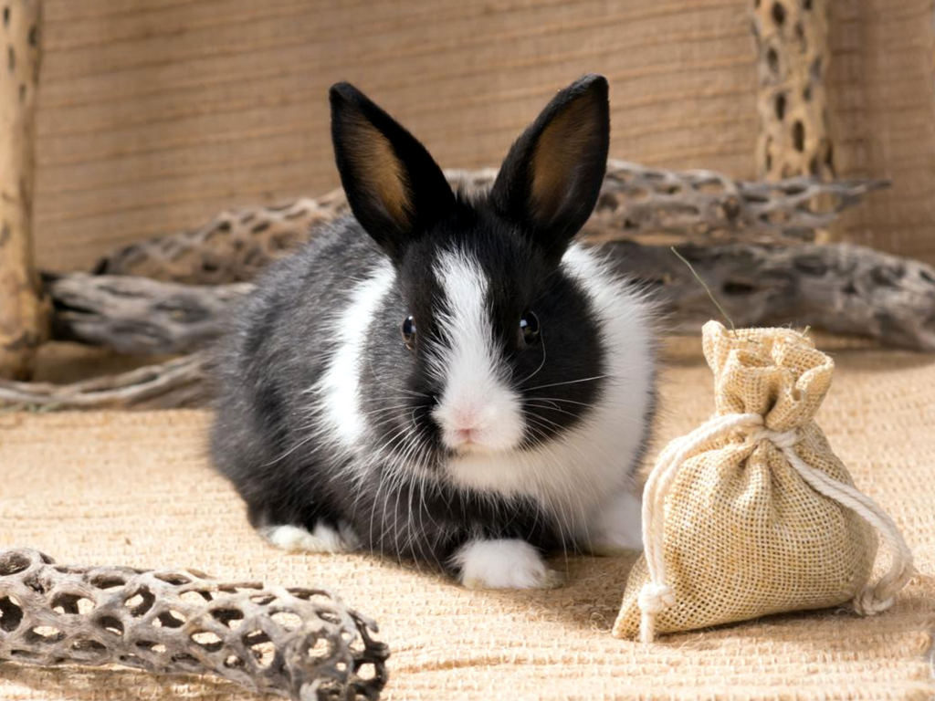 Dutch Rabbit