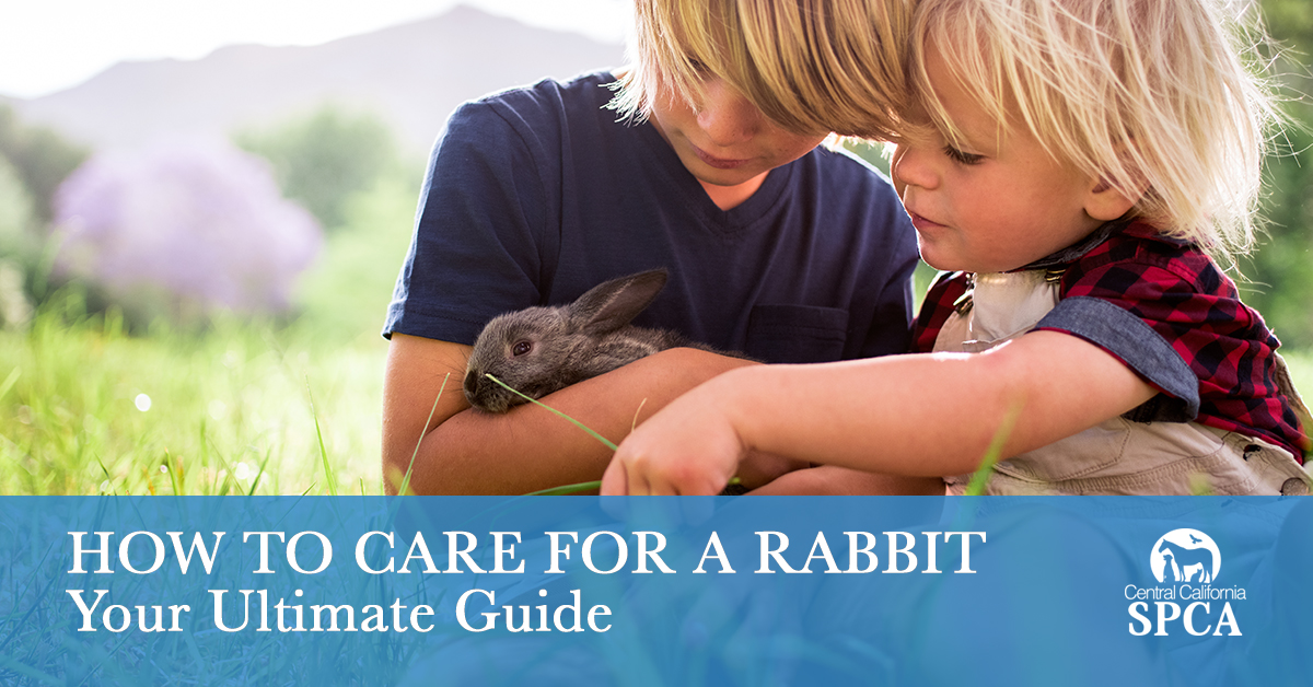 How to Care for a Rabbit - Your Ultimate Guide