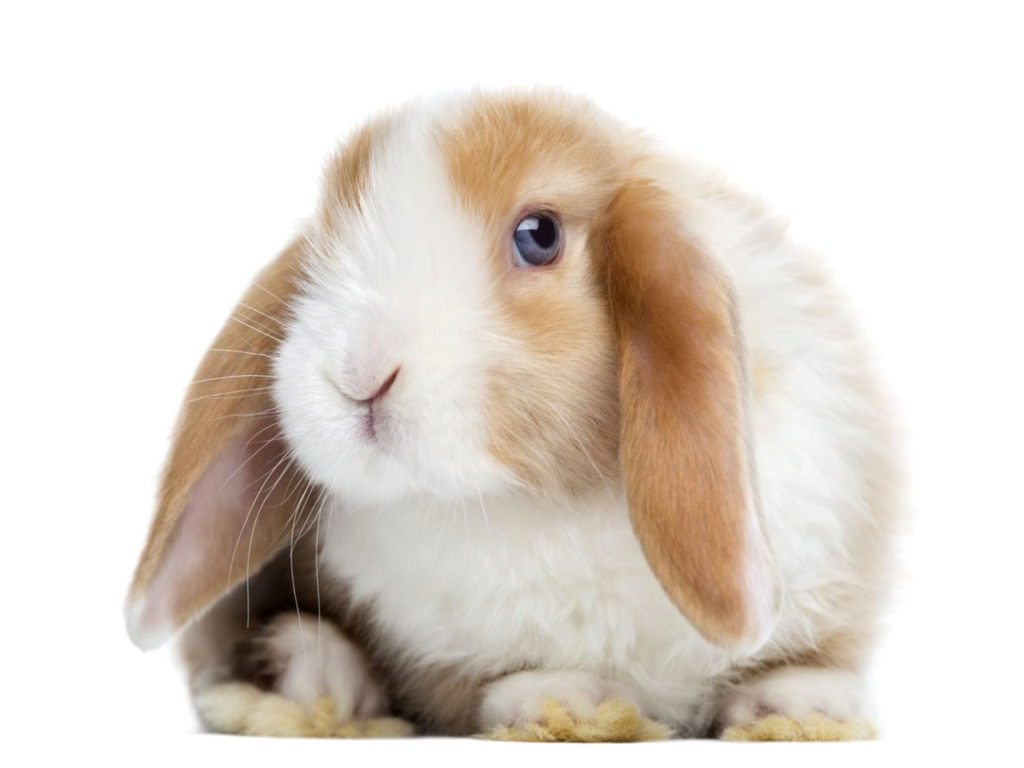 Mini Lop Rabbit