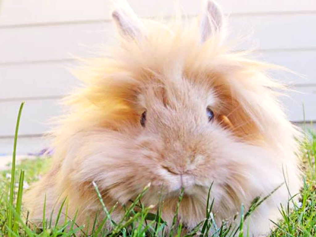 Lionhead Rabbit