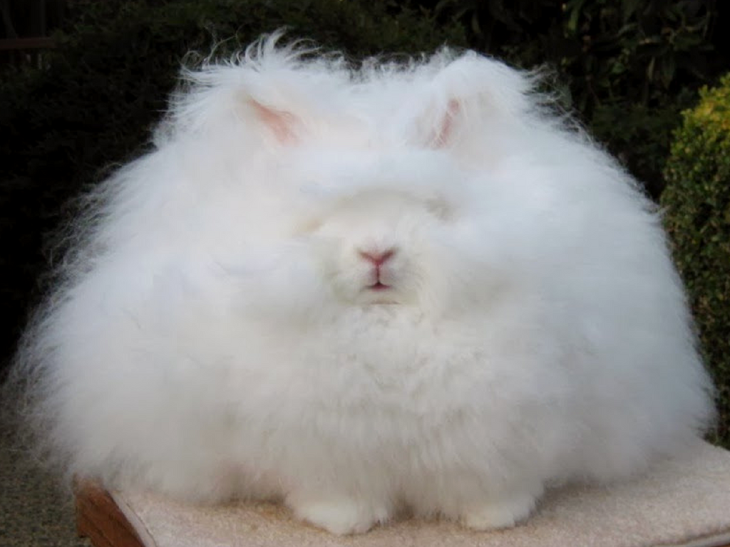 Angora Rabbit