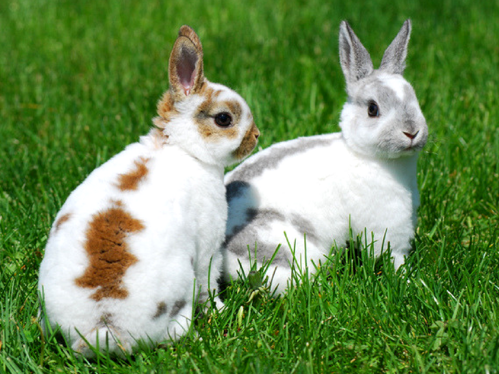 Rex Rabbit